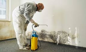 Professional Mold Removal & Remediation in Cape Girardeau, MO